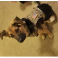 Service Dog Vest Training Hunting Harness