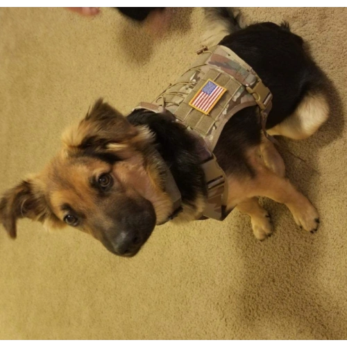 Service Dog Vest Training Hunting Harness