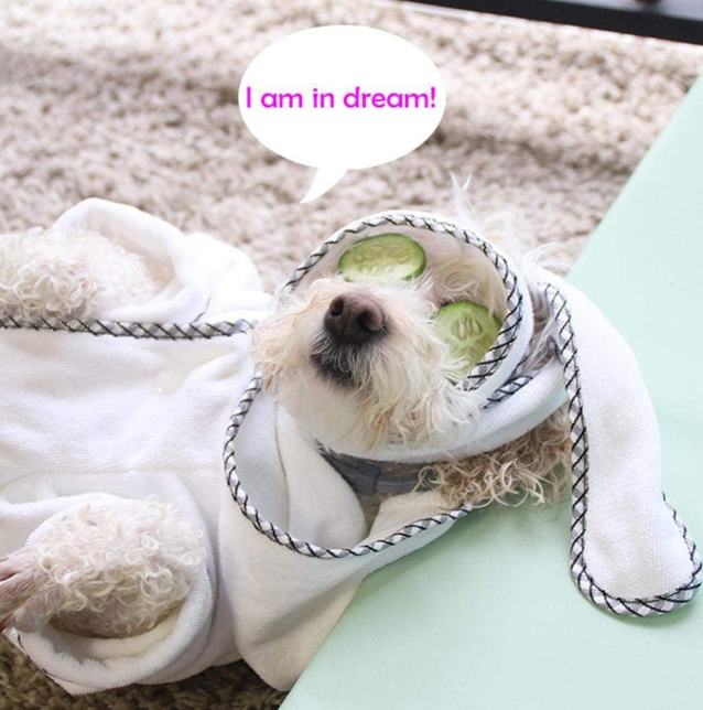 Absorbent Pet Bathrobe