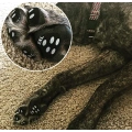 Dog Paw Protector Anti-Slip Traction Pads