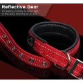 Soft Padded Dog Collar with Buckle